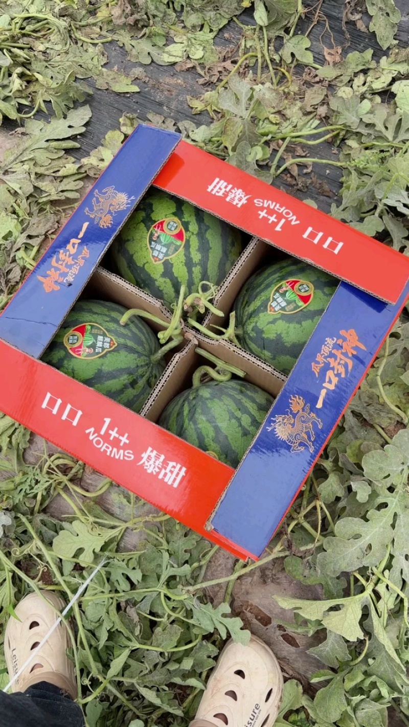 无籽美都西瓜/美都麒麟瓜/产地直发/包熟包甜可全国发货