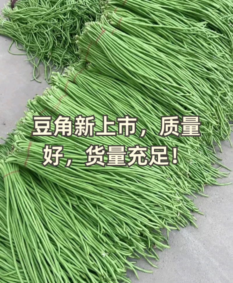精品长豆角量大，质量保证，大量有货。。。。