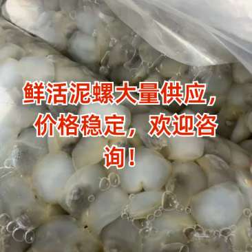 鲜活泥螺吐沙发货新鲜海鲜水产大个泥溜子生泥螺黄泥螺带壳