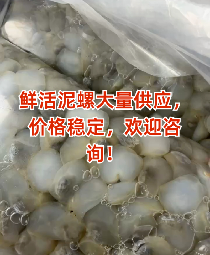 鲜活泥螺吐沙发货新鲜海鲜水产大个泥溜子生泥螺黄泥螺带壳