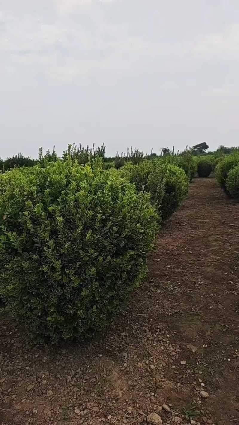 大叶黄杨柱子，自家货源，产地直销，质量保证。成活率高！