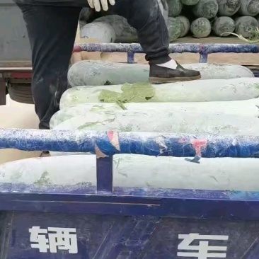 本地精品长白条冬瓜品优价廉产地直供现摘现发一手