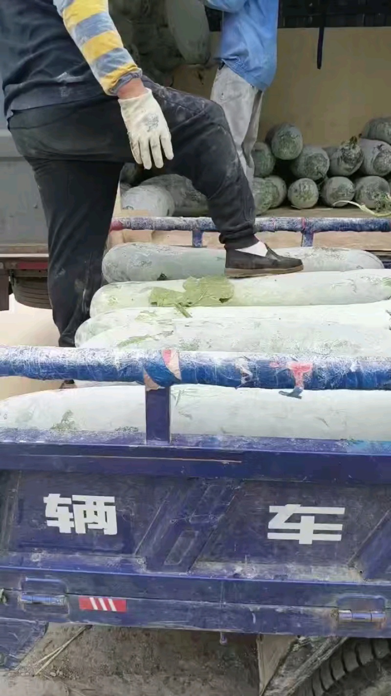 本地精品长白条冬瓜品优价廉产地直供现摘现发一手