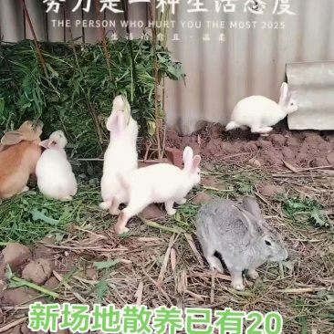 云南散养跑山兔
