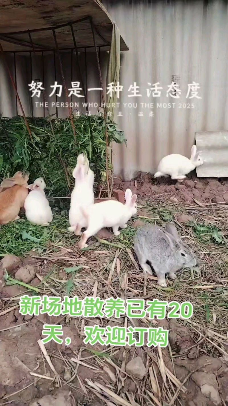 云南散养跑山兔
