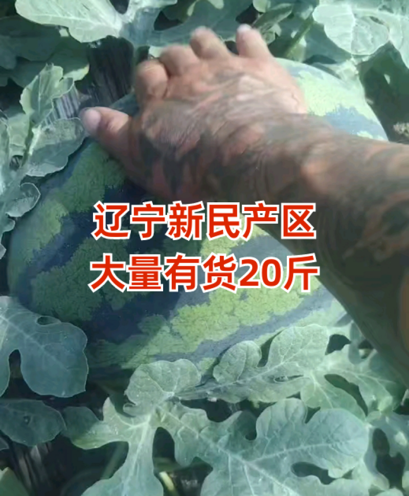 辽宁新民产区，20斤大果，大量有货。