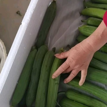 油皮丝瓜，肉丝瓜，短棒丝瓜，产地供应