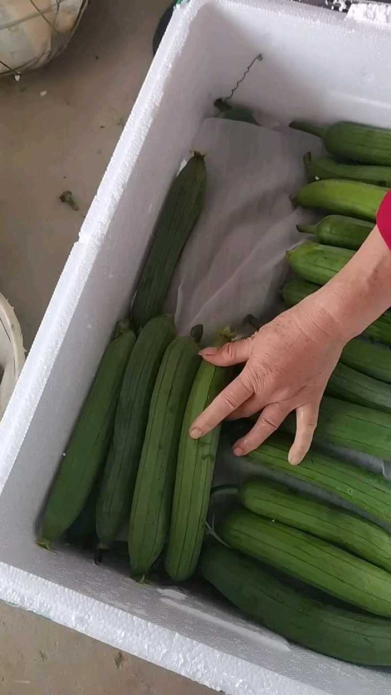油皮丝瓜，肉丝瓜，短棒丝瓜，产地供应