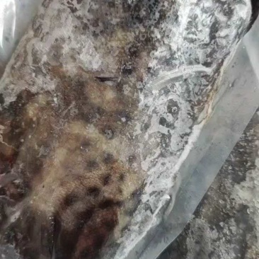 石斑鱼新鲜石斑鱼。鲜货供应，口感绝了，保质保量