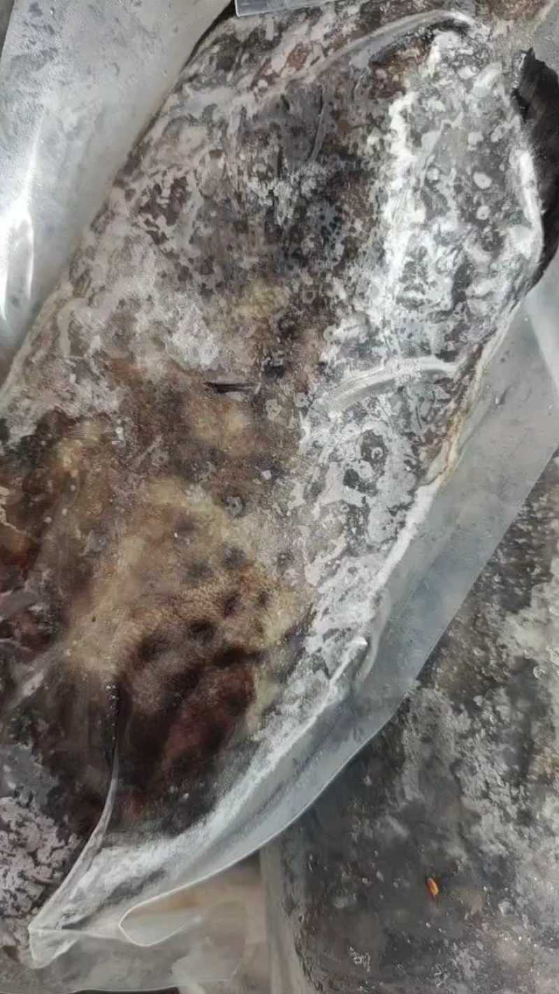石斑鱼新鲜石斑鱼。鲜货供应，口感绝了，保质保量