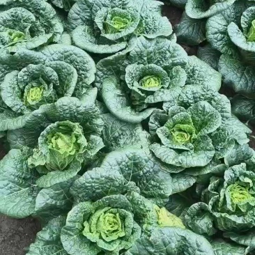 精品娃娃菜上市，20公分高，黄心清秀。