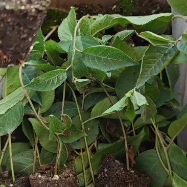 矮化樱桃砧木车厘子砧木吉塞拉砧木吉塞6号吉塞拉12号包邮