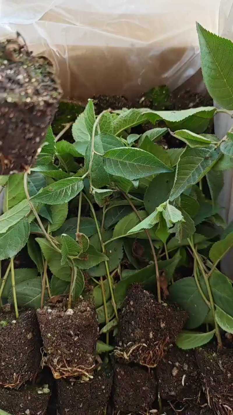 矮化樱桃砧木车厘子砧木吉塞拉砧木吉塞6号吉塞拉12号包邮