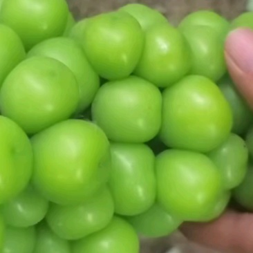 夏邑精品阳光玫瑰葡萄和夏黑一手货源大量上市产地直发
