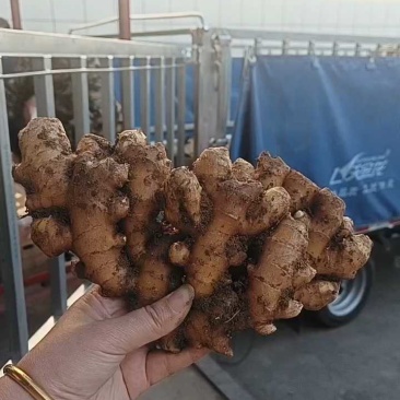 窖藏小黄姜【水洗姜/风干姜/沙土姜】保质保量坏烂包赔