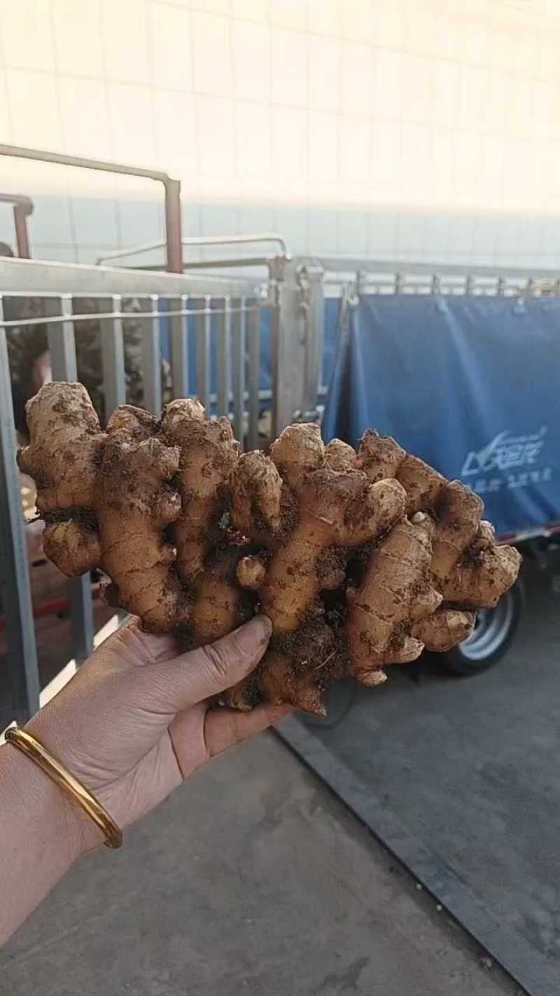 窖藏小黄姜【水洗姜/风干姜/沙土姜】保质保量坏烂包赔