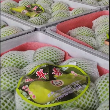 酥脆一号梨青苹果梨苏翠一号承接商超电商代发全国