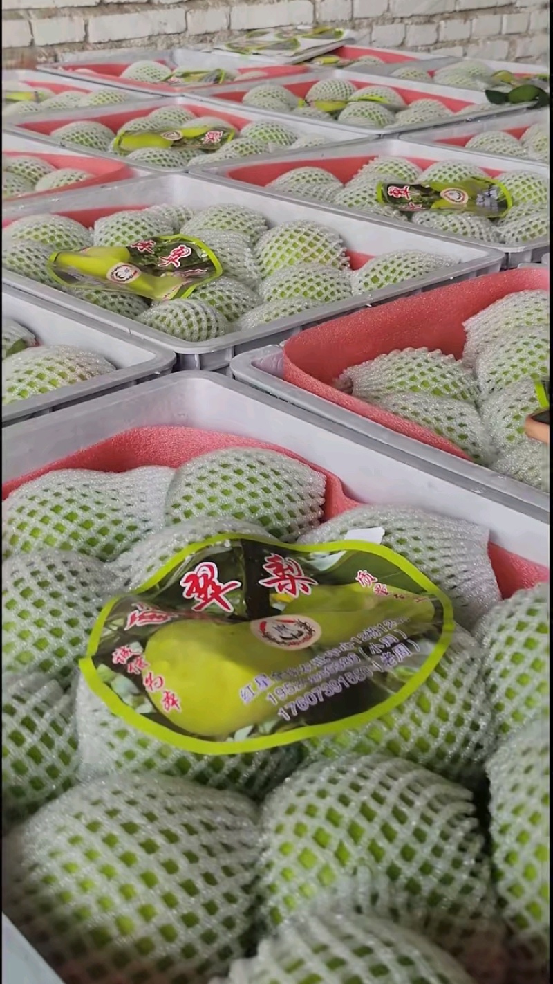 酥脆一号梨青苹果梨苏翠一号承接商超电商代发全国