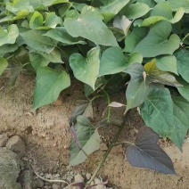 试管扩繁大田西瓜红、成活率高结薯早，品相好，基地直供。