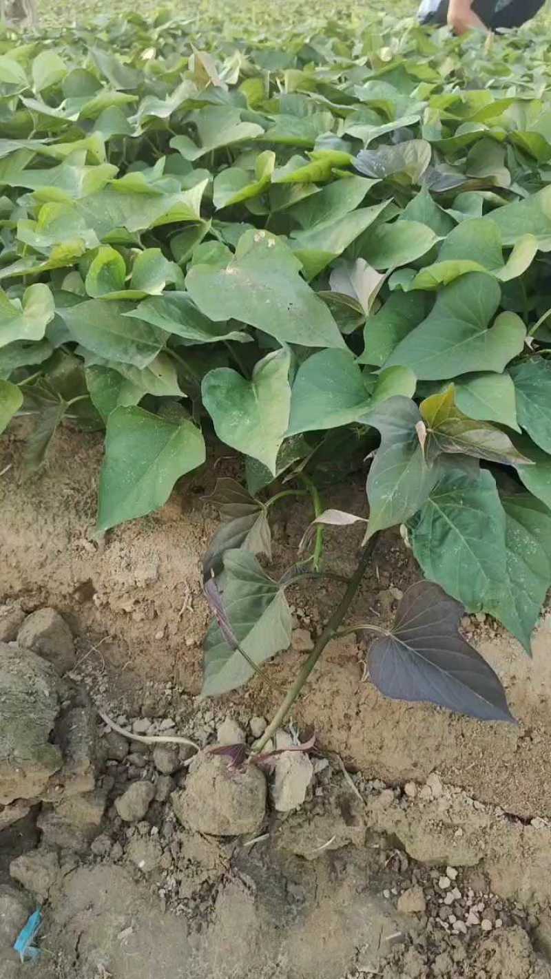 试管扩繁大田西瓜红、成活率高结薯早，品相好，基地直供。