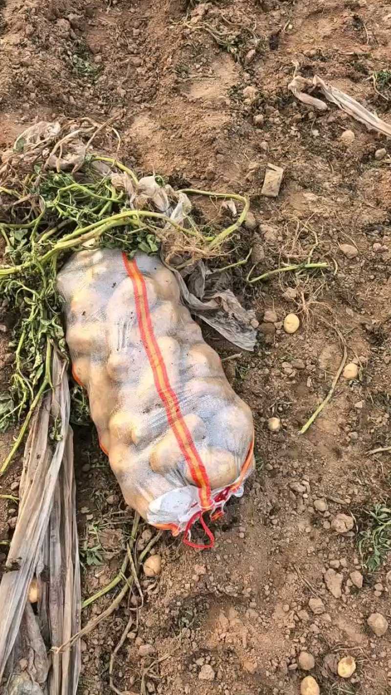 精品土豆，产地直发，量大从优，欢迎老板咨询