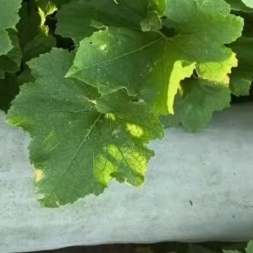 【优质推荐】白皮冬瓜大量有货保质保量量大从优欢迎咨询