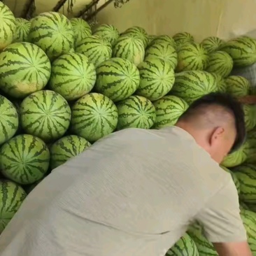 精品甜王西瓜，养的太好了！