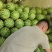 精品甜王西瓜，养的太好了！