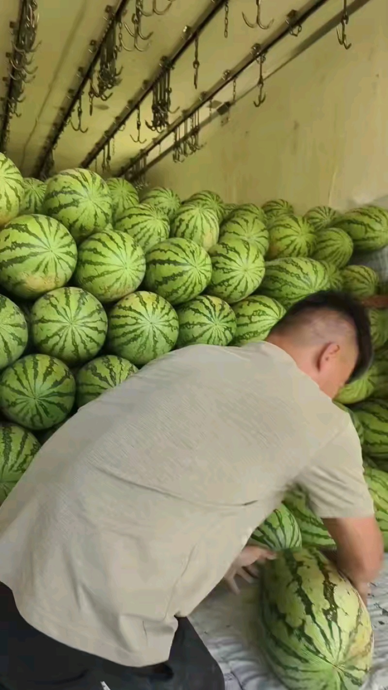 精品甜王西瓜，养的太好了！
