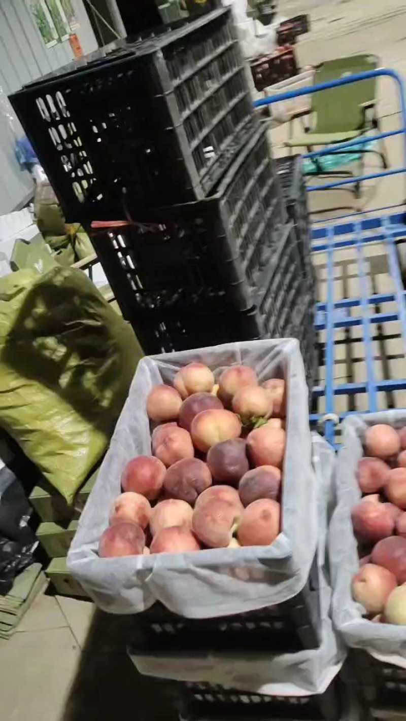 山东精品突围桃大量现货，大量上市对接电商市场，一条龙服务