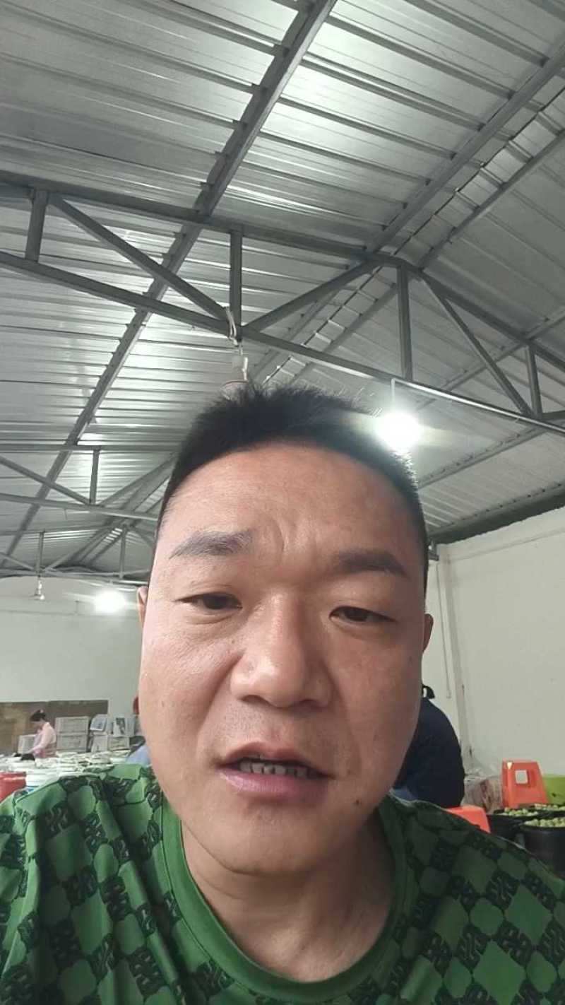 蜂糖李即将大量上市，精品市场货，支持一件代发