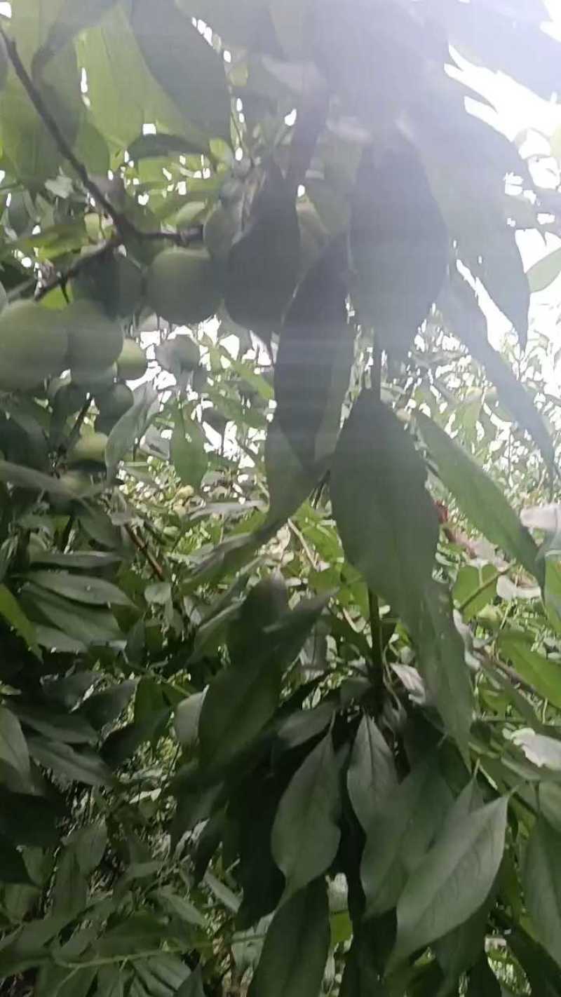正宗巫山脆李，产地直供，量大可联系！