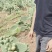 红果仙人掌