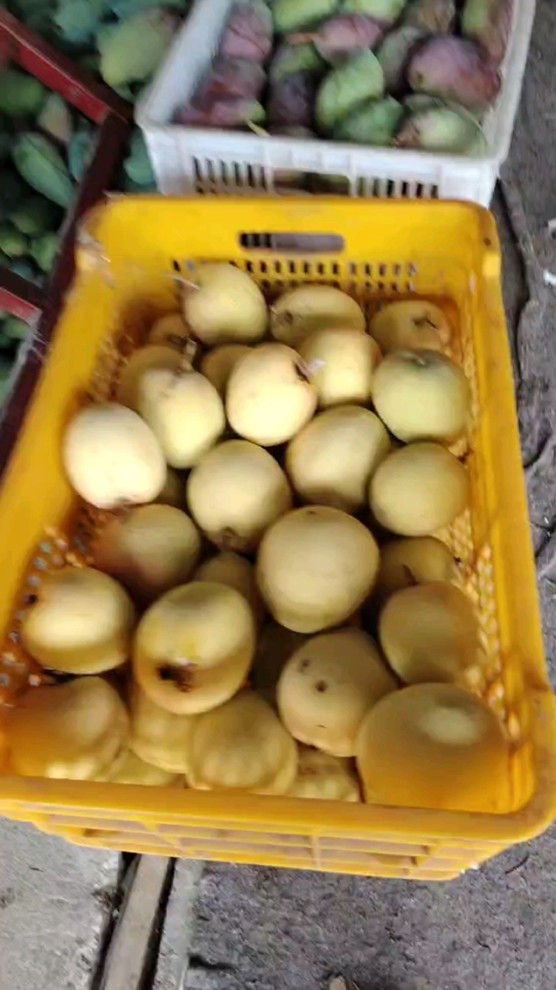 热热芒、贵妃芒大果，多规格箱装！