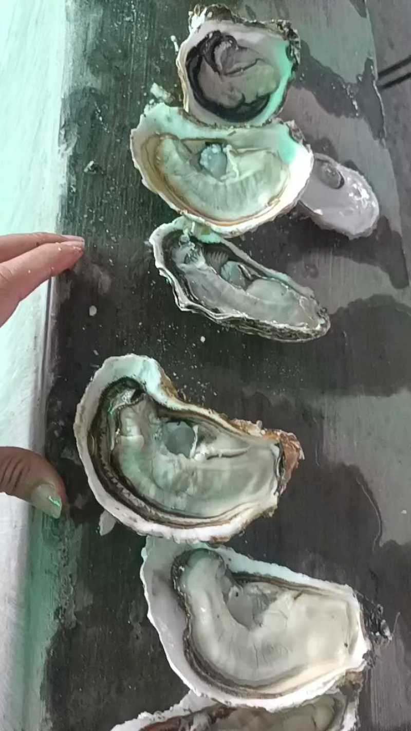 福建牡蛎自养自销新鲜肥美现捞现装箱一手货源长期有货