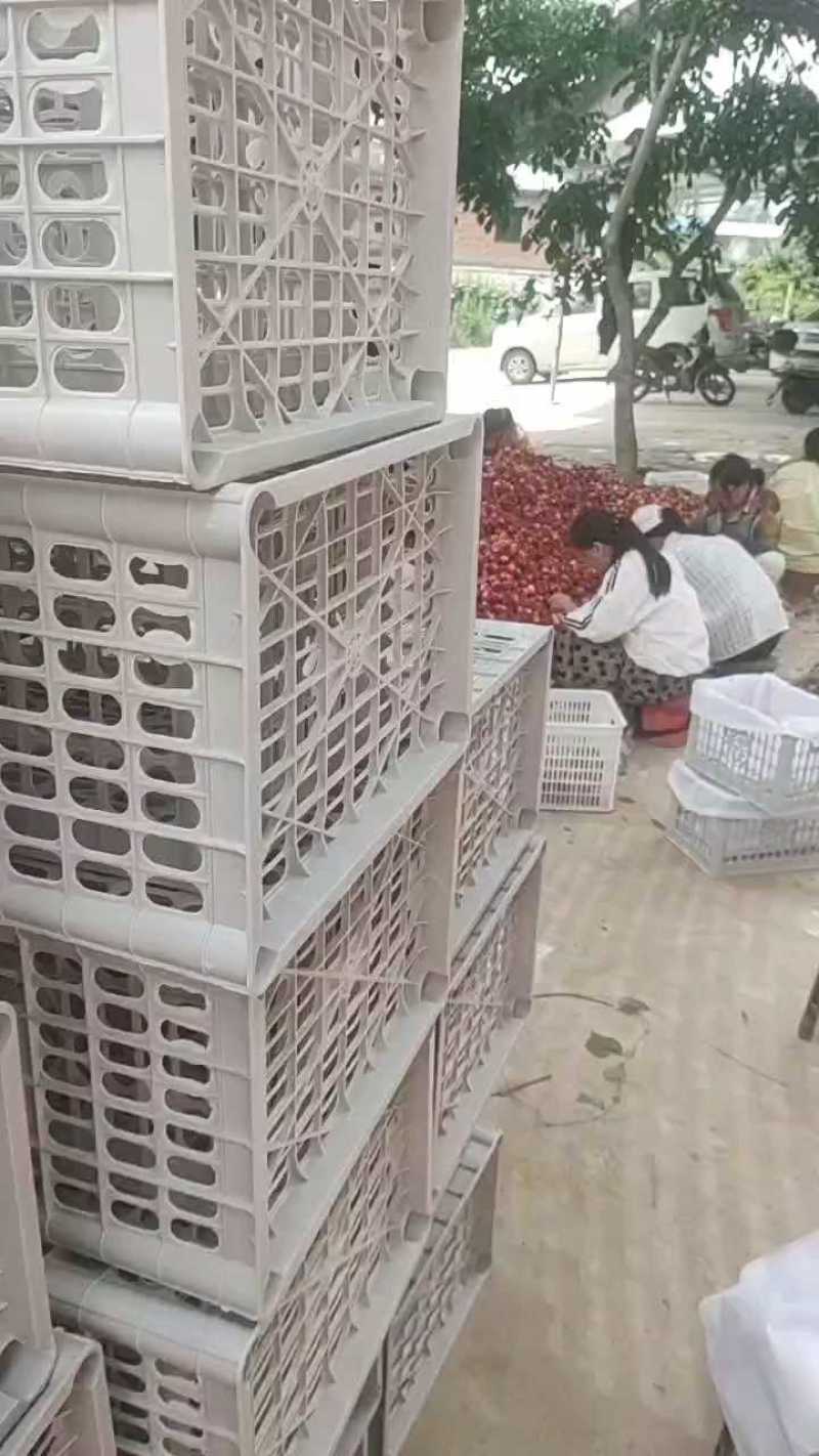 灵宝珍珠八号油桃上市了，需要的老板可通过一亩田下单了。