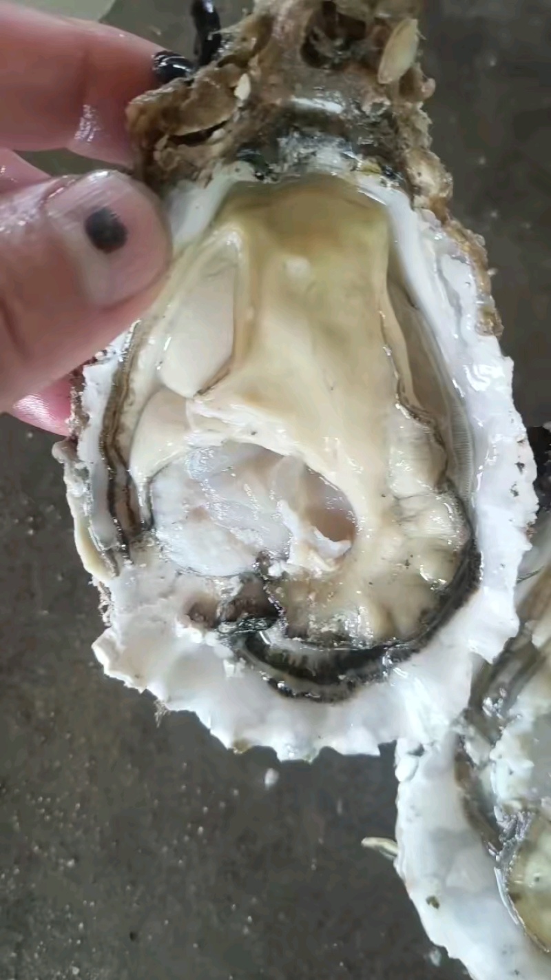 精品乳山生蚝，蚝型漂亮，肥度精品，货源稳定，欢迎合作