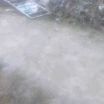 郫都黄角冬瓜装车中，20斤起步精品货。
