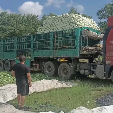 河北大白菜大量上市