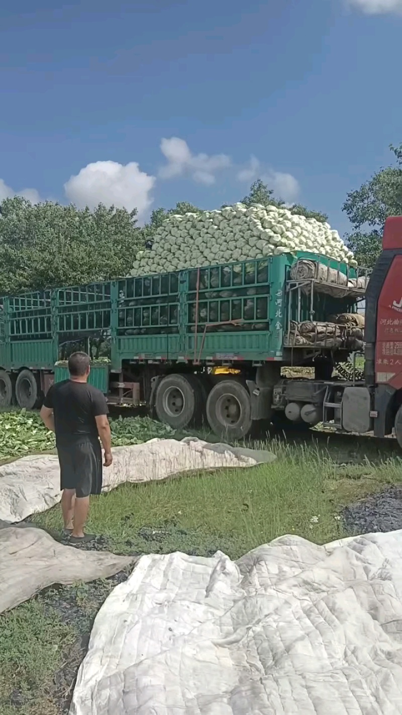 河北大白菜大量上市