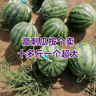 高刺瓜按个卖，单个十多斤！