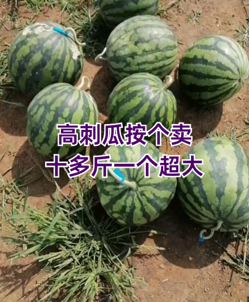 高刺瓜按个卖，单个十多斤！
