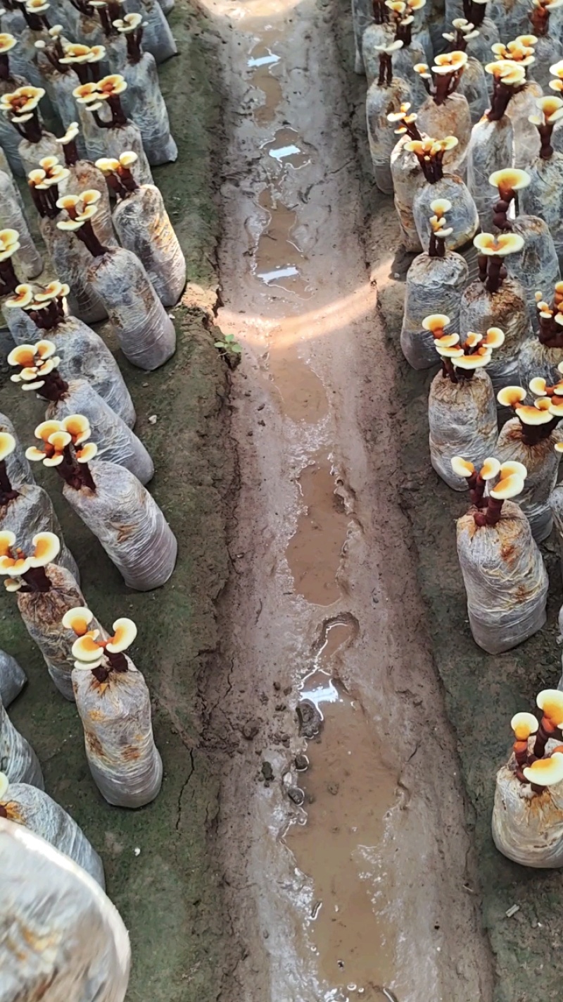 灵芝盆景，活体灵芝，金边灵芝，可观赏可食用，可做灵芝盆景