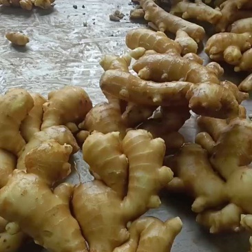 【精选】山东精品大黄姜生姜量大从优质量保证对接全国商超
