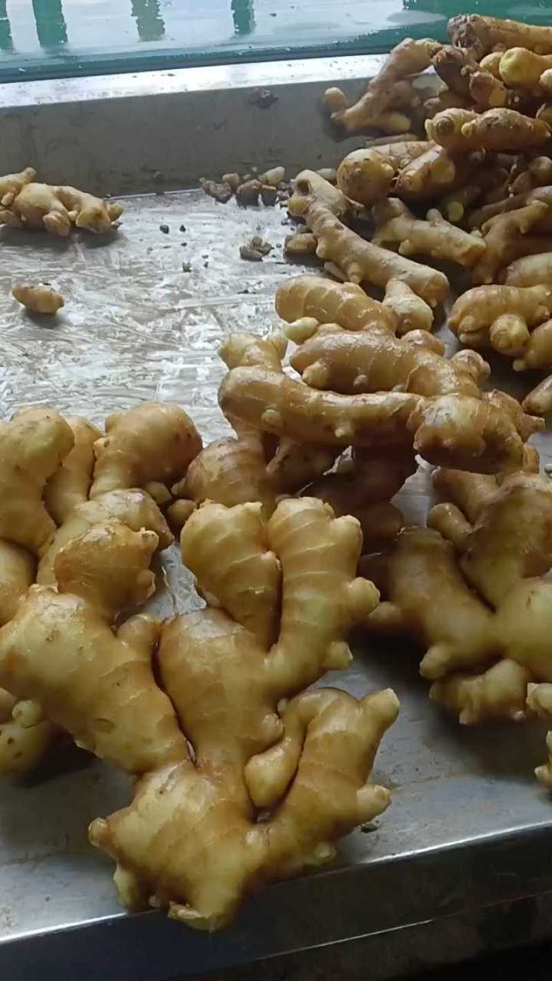 【精选】山东精品大黄姜生姜量大从优质量保证对接全国商超