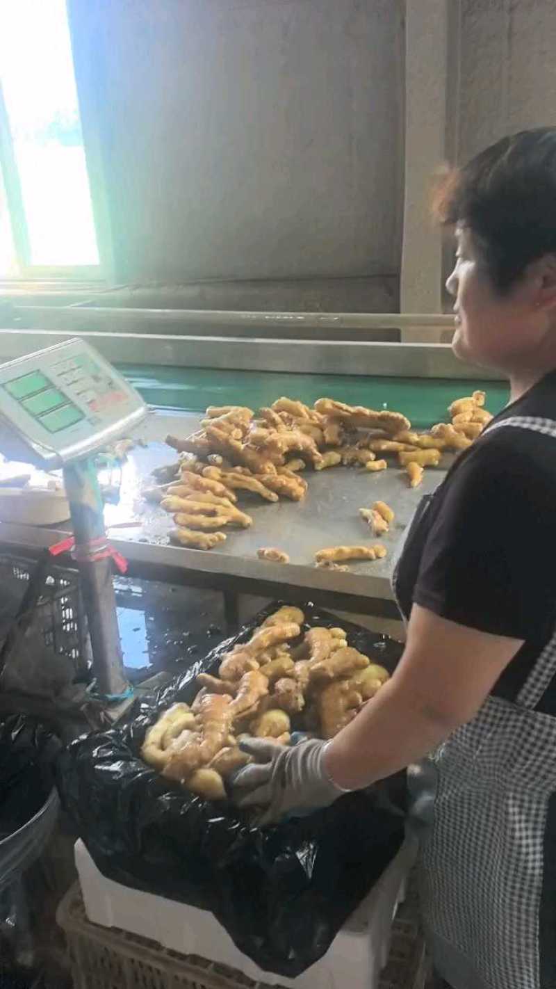大黄姜山东大黄姜产地市场直发货源规格齐全保质保量