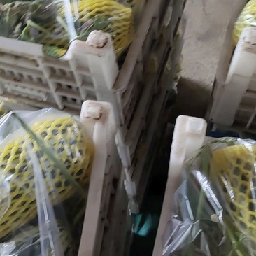（热卖）正宗农户种植绿宝甜瓜，长期大量供应，保质保量发货
