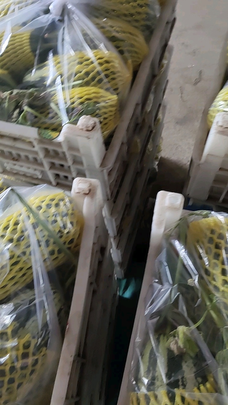（热卖）正宗农户种植绿宝甜瓜，长期大量供应，保质保量发货
