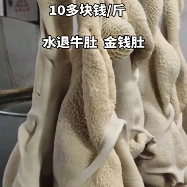 国产水脆牛肚，0碱发0水发，带金钱肚！