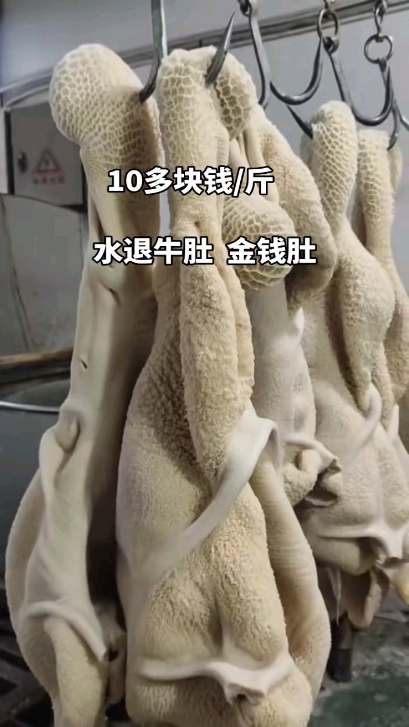 国产水脆牛肚，0碱发0水发，带金钱肚！